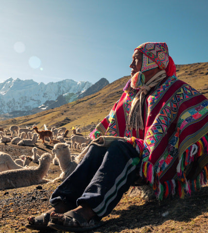 Farmer shearing an alpaca outdoors in the Peruvian highlands