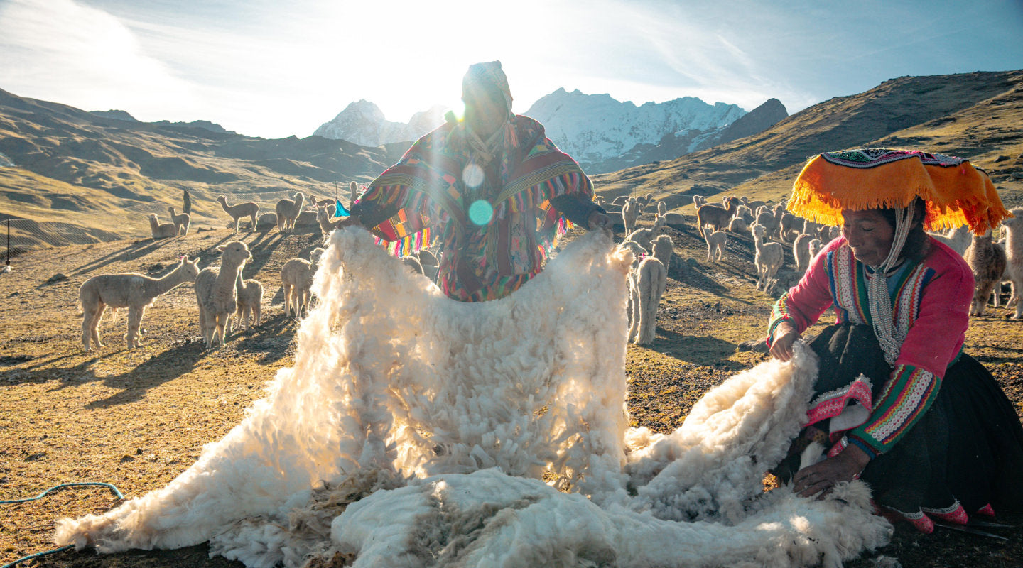 Alpacas being sheared by handlers in a sunny Peruvian field during the shearing process