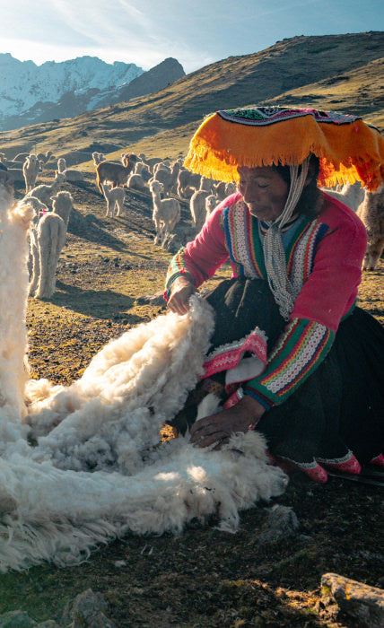 Worker shearing an alpaca outdoors in a Peruvian mountain pasture