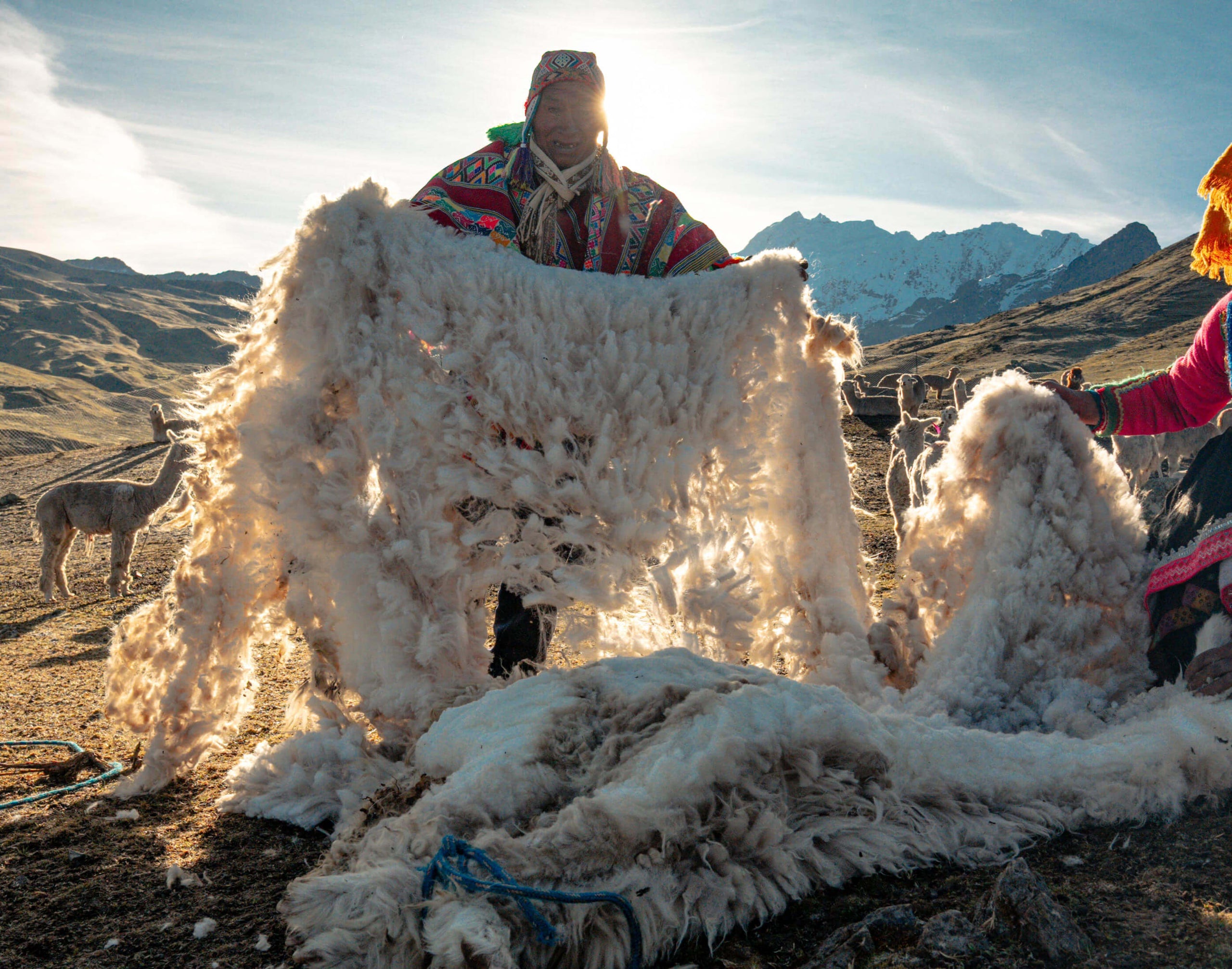 Handler shearing an alpaca laid on its side in a grassy field
