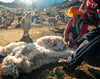 Alpaca being sheared by a handler while tethered on its side in a grassy Peruvian field