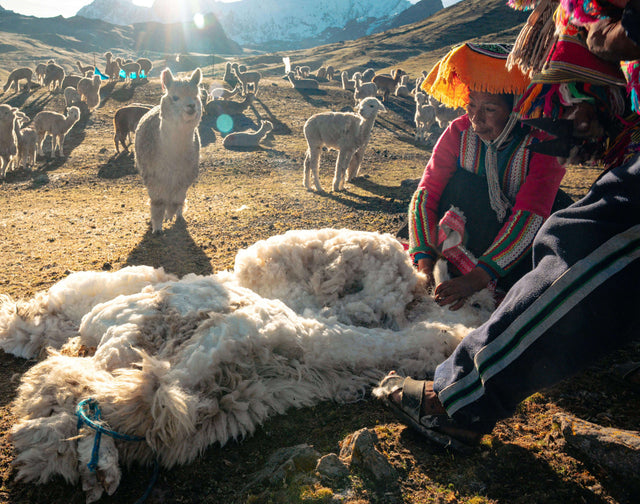 Alpaca being sheared by a handler while tethered on its side in a grassy Peruvian field