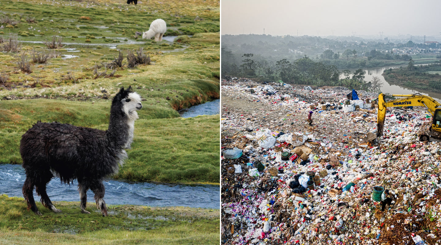 Black-and-white alpaca grazing on a green marsh (left) contrasted with a large plastic-filled landfill and excavator (right)