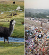 On the right, a black and white alpaca in the nature. On the left, a place full of garbage