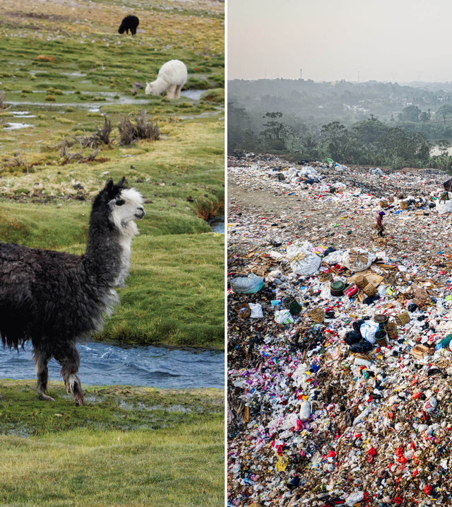 On the right, a black and white alpaca in the nature. On the left, a place full of garbage