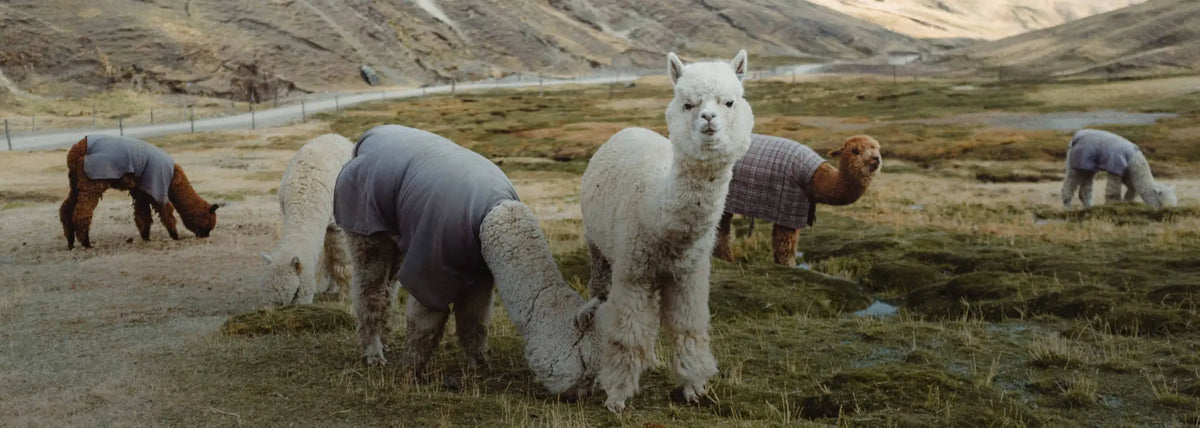 White alpaca looking at camera while a small herd grazes on a mossy highland plain, some wearing protective coats
