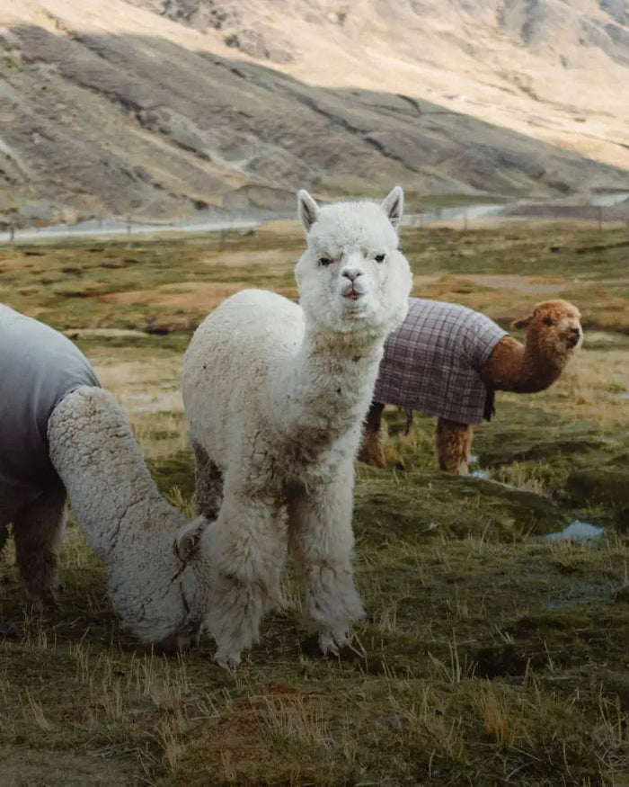 White alpaca standing and looking at the camera with two other alpacas grazing on a grassy highland and mountains behind