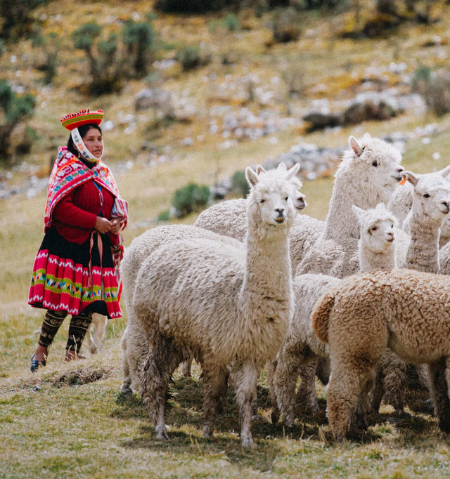 Peruvian woman herding alpacas in an Andean mountain pasture wearing traditional red clothing