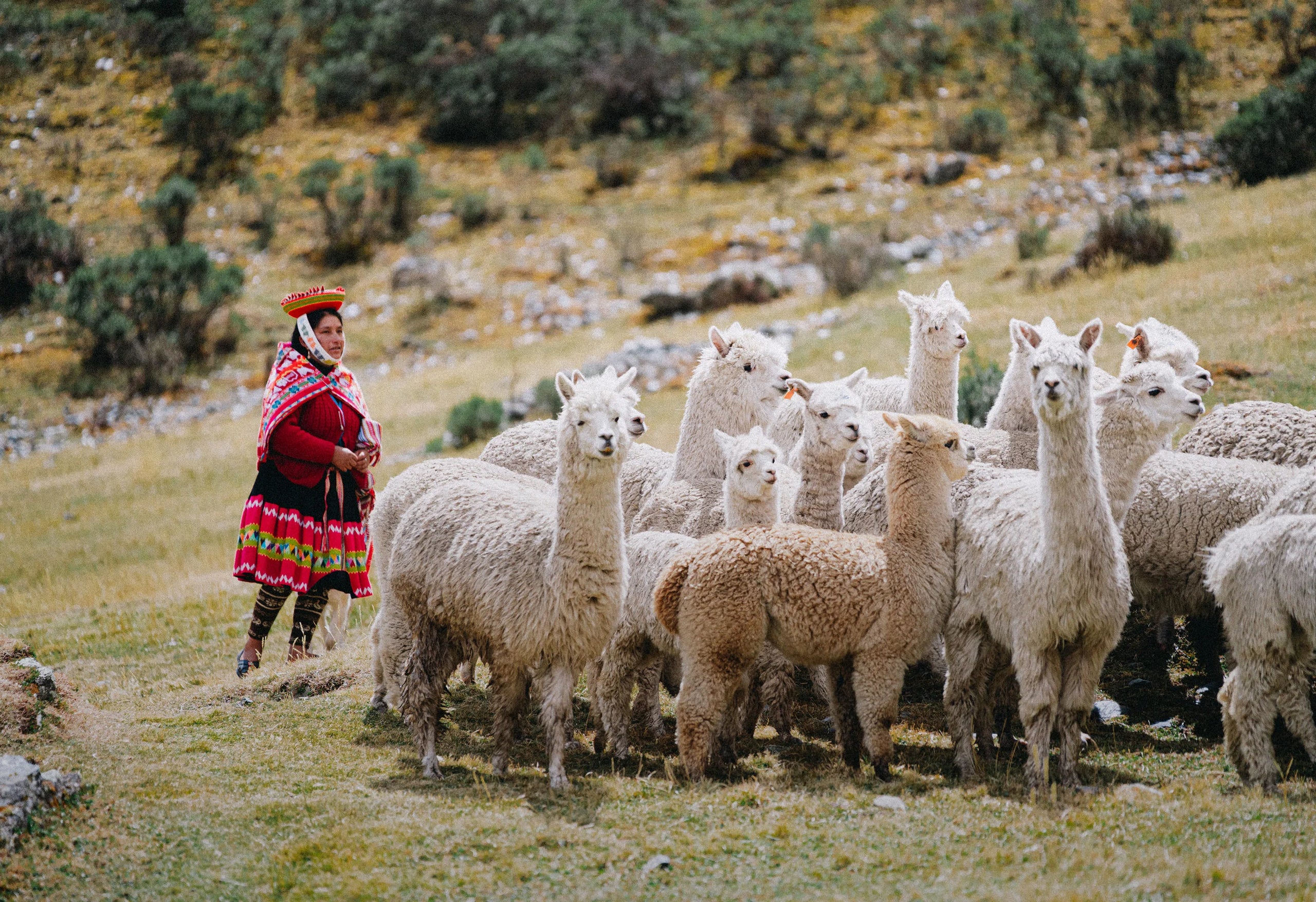 Herders in red garments guiding a flock of white alpacas on a grassy hillside in the Peruvian Andes