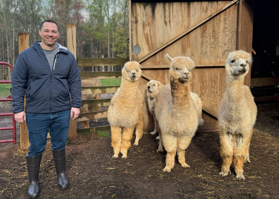 Man standing next to four alpacas in a barn setting