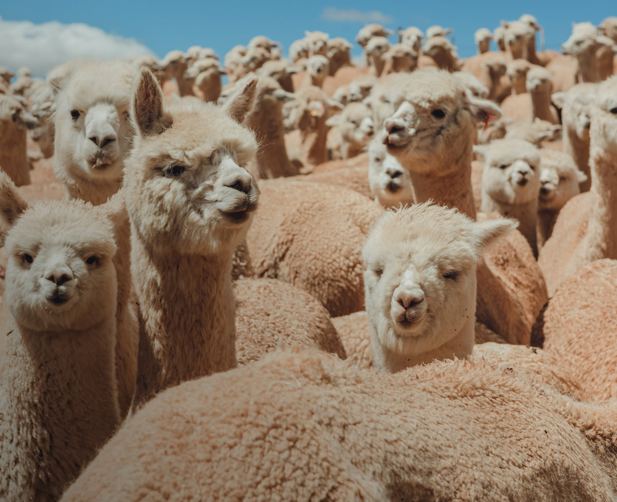 Herd of cream-colored alpacas standing closely together in a sunlit field under a blue sky