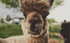 Alpaca looking at camera in a grassy field with blurred trees in the background