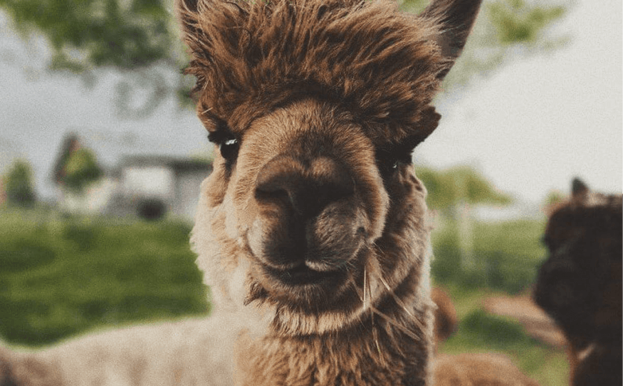 Alpaca looking at camera in a grassy field with blurred trees in the background