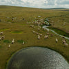 Dozens of alpacas roaming free in the nature