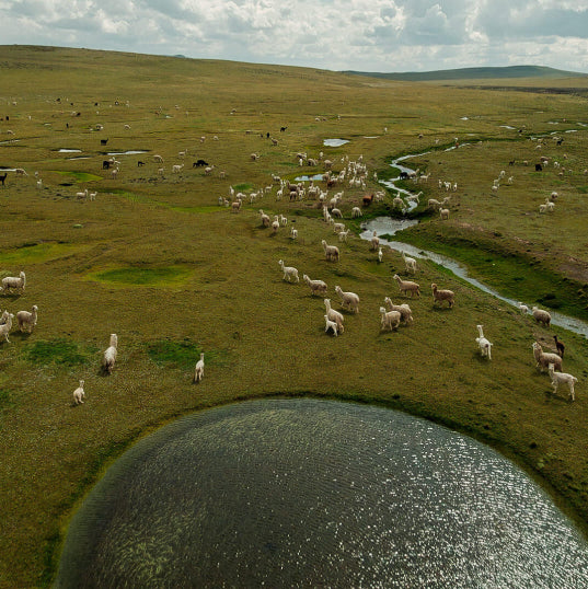 Dozens of alpacas roaming free in the nature