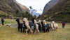 Alpaca herders tending a herd of alpacas in a grassy Andean valley