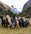 Herd of alpacas grazing in a grassy valley in the Peruvian Andes with mountains in the background