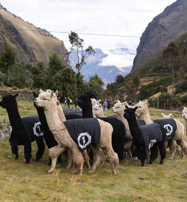 Herd of alpacas grazing in a grassy valley in the Peruvian Andes with mountains in the background