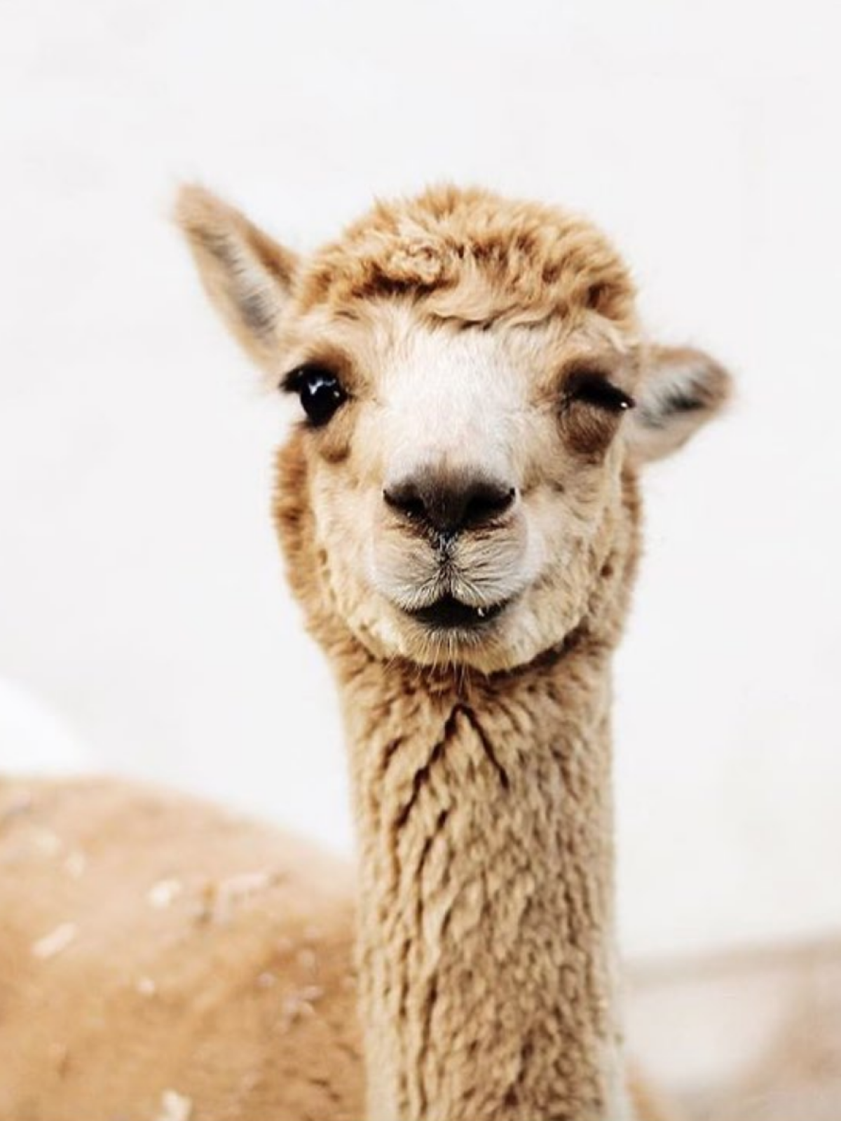 Light brown alpaca looking directly at camera against a soft white background