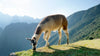 A llama eating grass in the Andes mountains