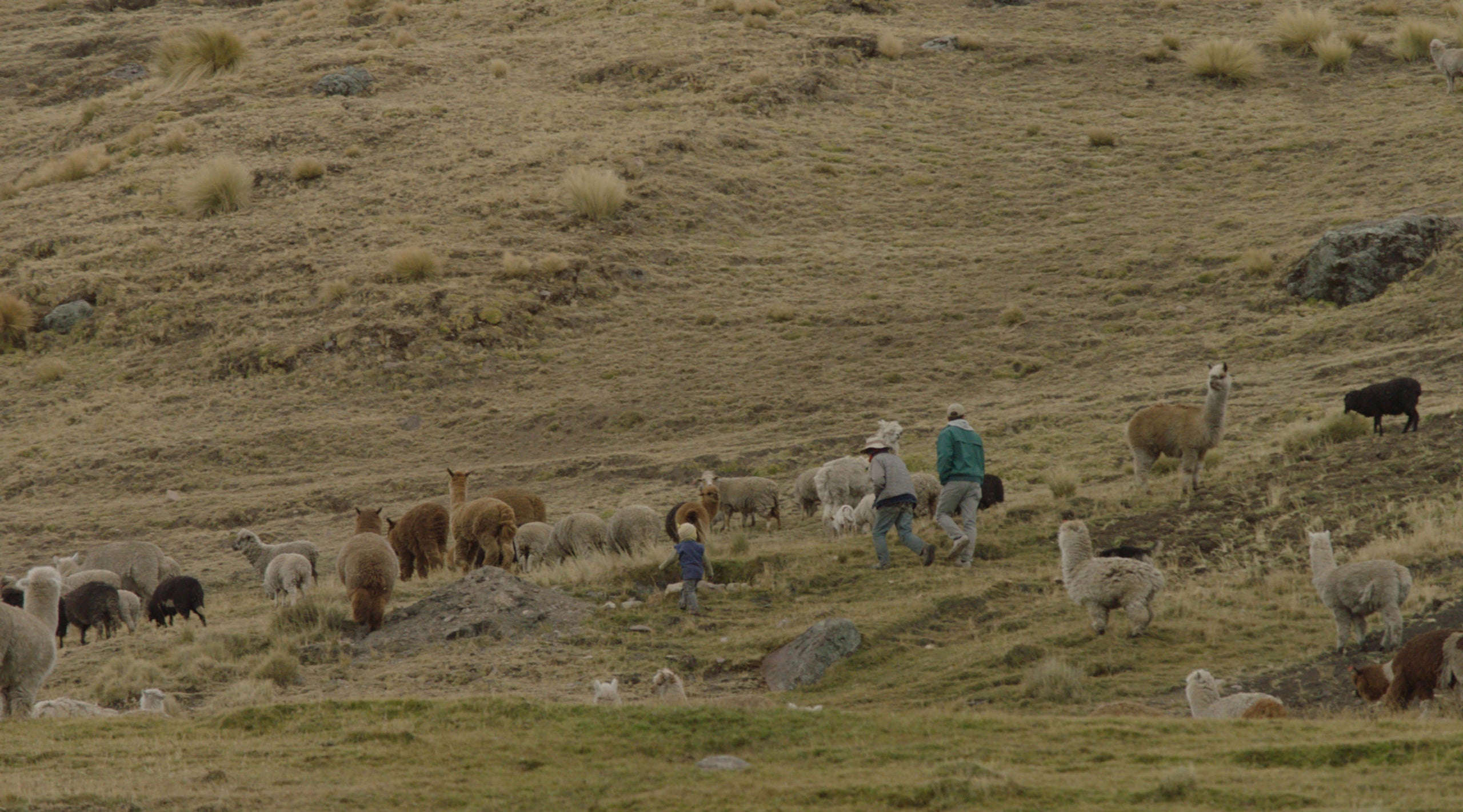 Two farmers and a boy grazing alpacas in the Peruvian Andes