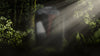 Person walking along a mossy forest path with sunbeams filtering through the trees