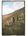 Alpaquero herder standing with an alpaca herd on an Andean hillside at sunrise