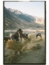 Alpaquero herding a flock of alpacas at sunrise in the high Andes near Ocongate, Peru
