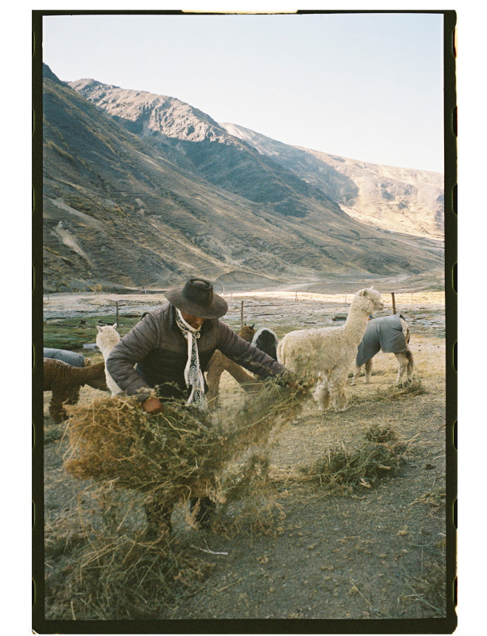 Alpaquero herding a flock of alpacas at sunrise in the high Andes near Ocongate, Peru