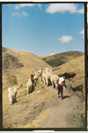 Alpaquero herding a small group of alpacas along a dirt trail in the mountainous countryside near Ocongate, Peru
