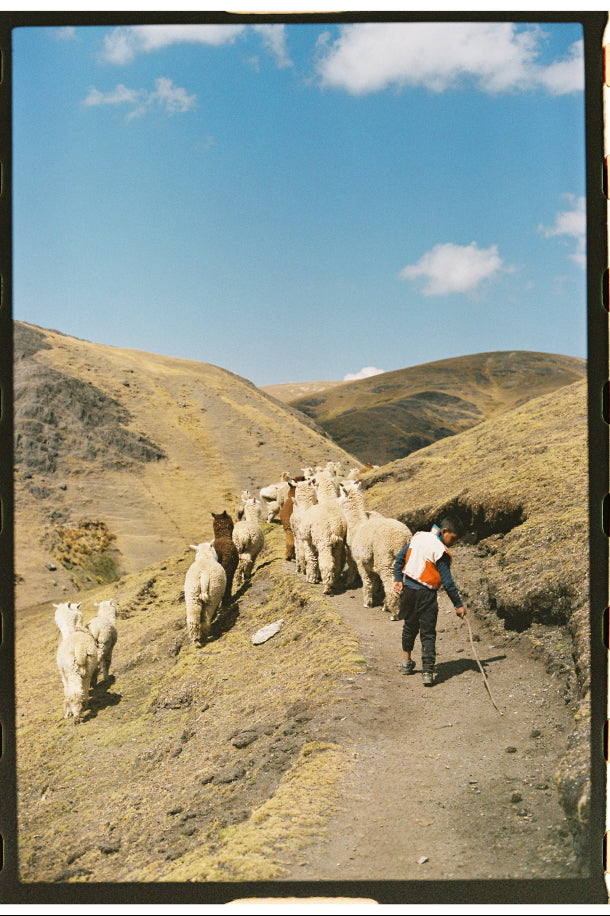 Alpaquero herding a small group of alpacas along a dirt trail in the mountainous countryside near Ocongate, Peru