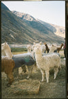 A small group of alpacas standing on a dirt path in a high Andean mountain valley