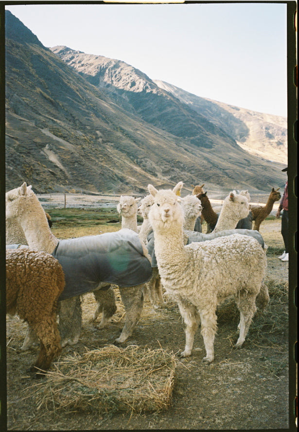 A small group of alpacas standing on a dirt path in a high Andean mountain valley