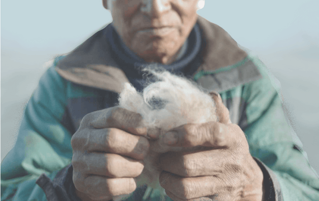 A Peruvian farmer holding the alpaca fiber