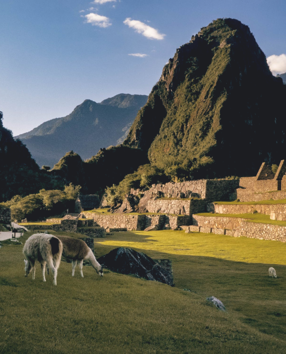 Image of Alpacas grazing on the terraces of Machu Picchu 