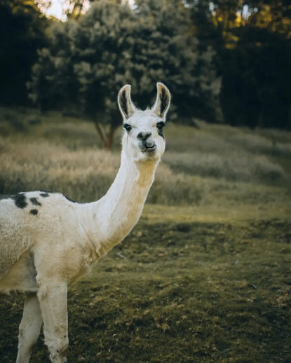 A white llama with a green background