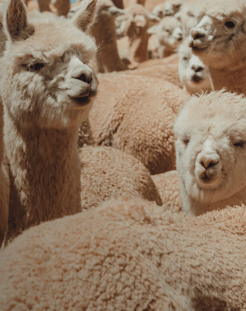 Close-up of a herd of cream-colored alpacas standing close together, highlighting their dense wool fleece used for natural garments