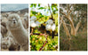 Three-photo collage of alpacas in a Peruvian pasture showing the alpaca fiber source