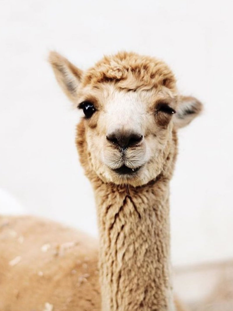 Close-up portrait of a brown alpaca facing the camera with a plain white background