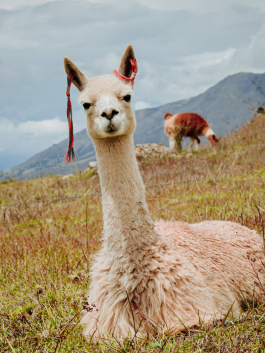 One white Alpaca laying in a field with ribbons around ears