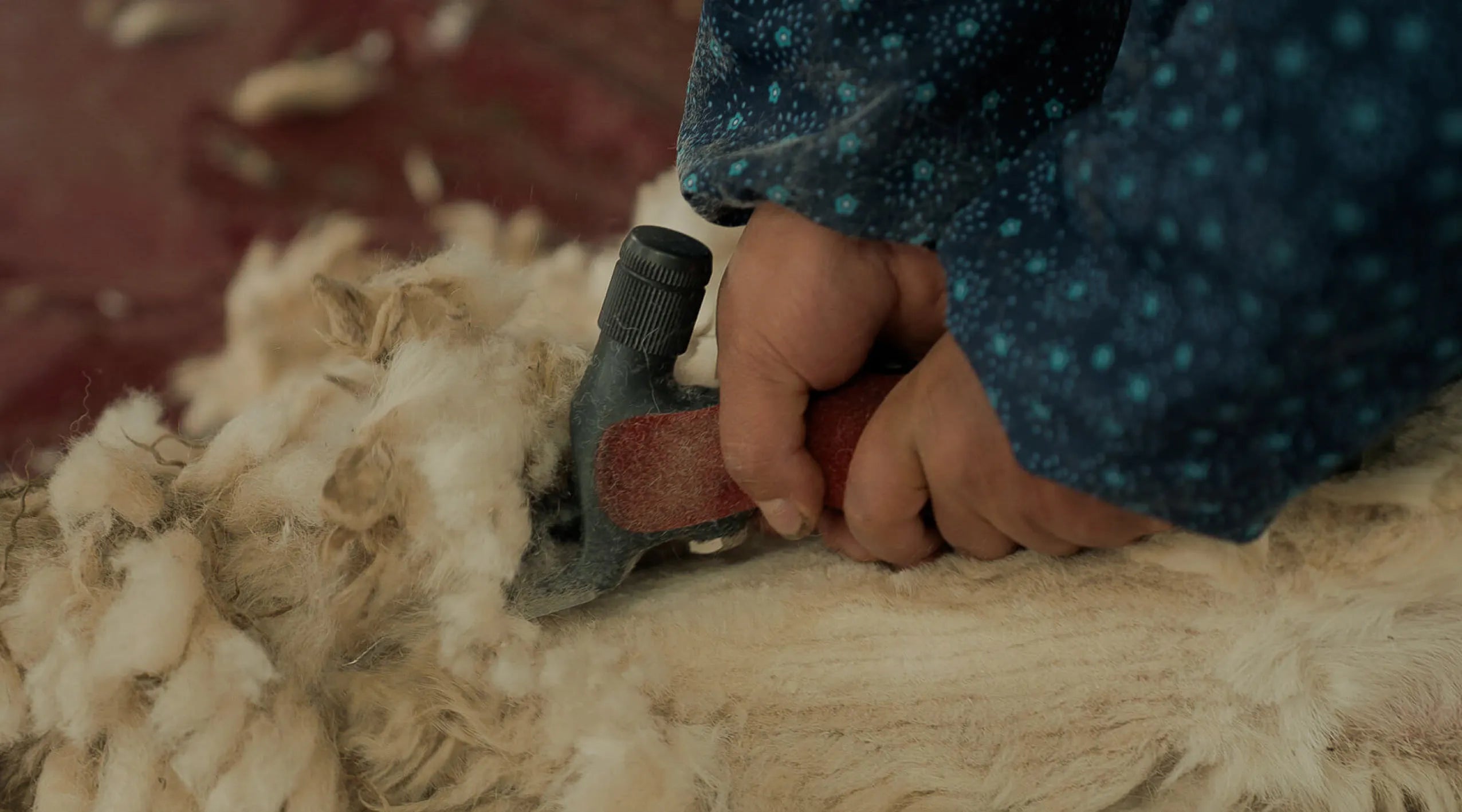 A women shearing a white alpaca 