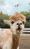 A light brown alpaca chewing grass 
